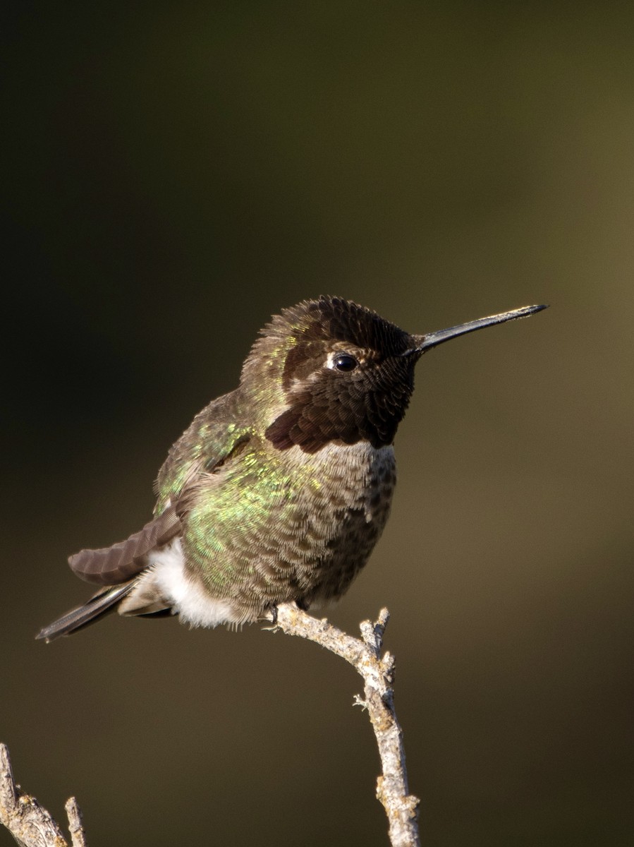 Anna's Hummingbird - ML619545404