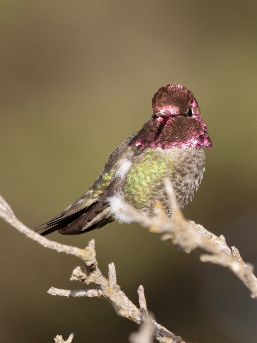 Anna's Hummingbird - ML619545405
