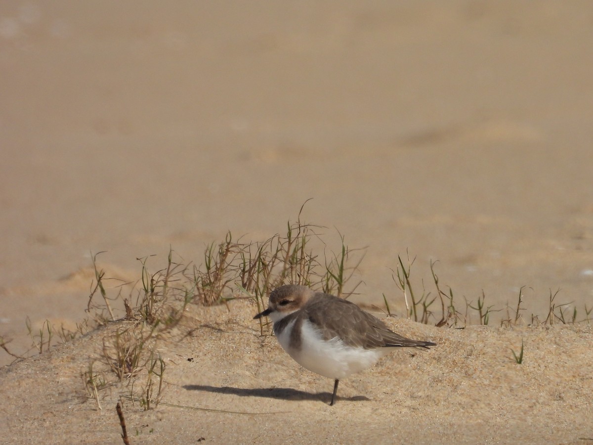 Two-banded Plover - ML619545417