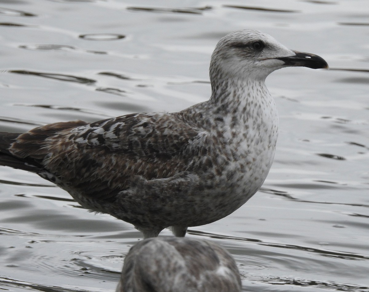 Lesser Black-backed Gull (graellsii) - ML619545483