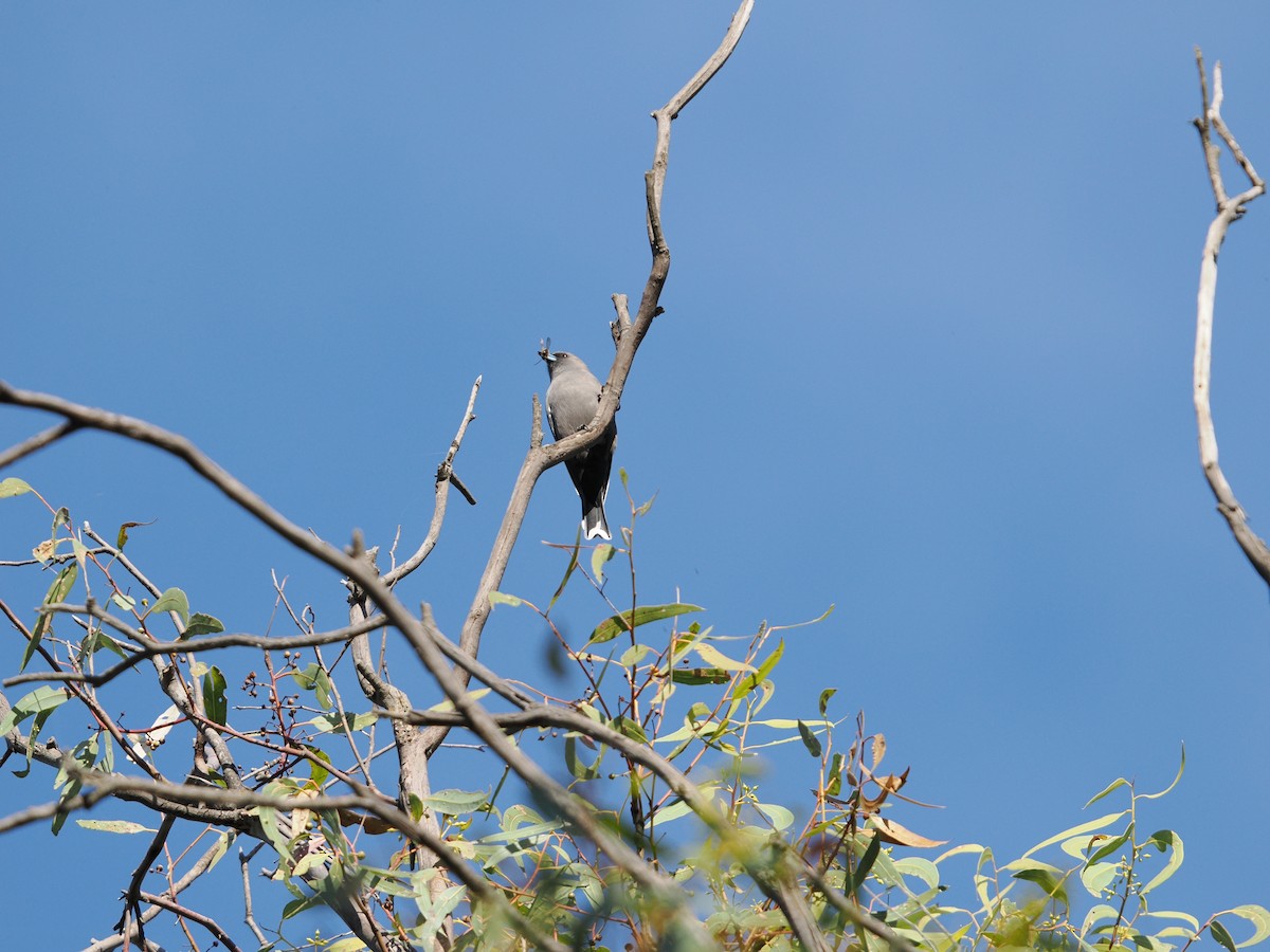 Black-faced Woodswallow - ML619545485