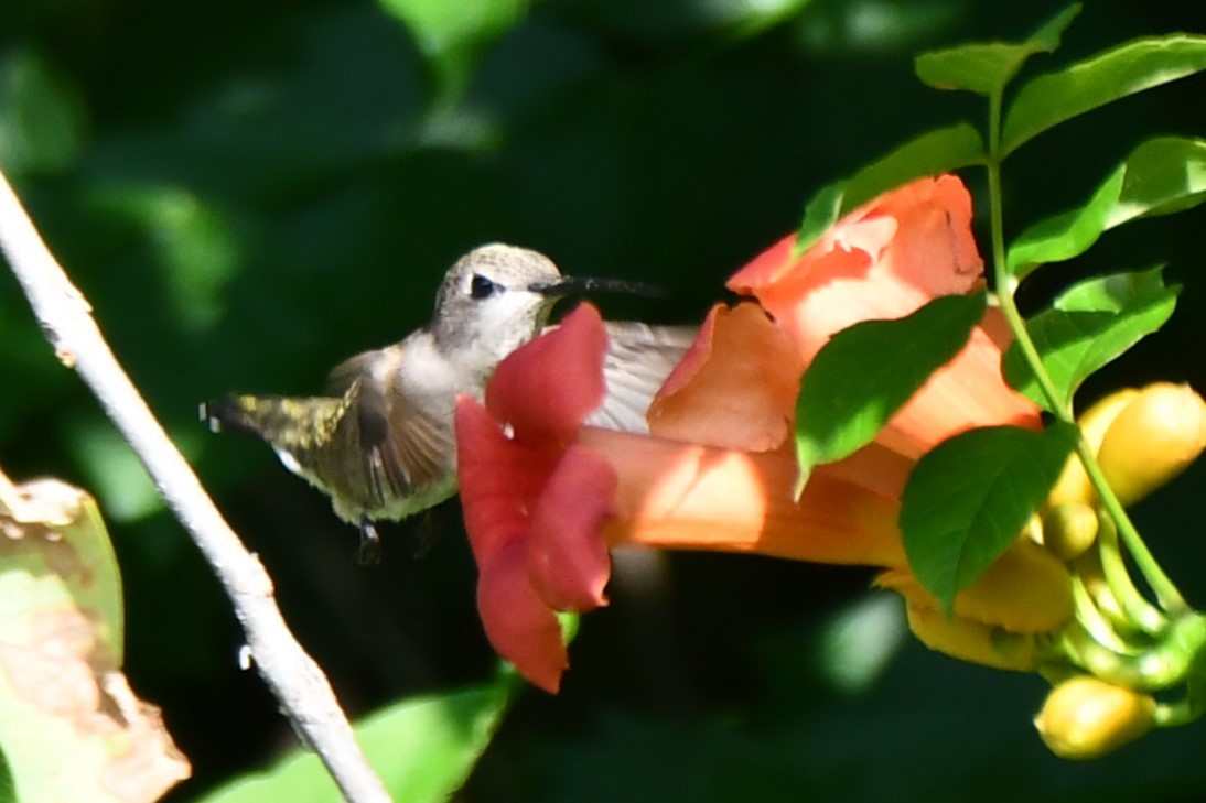 Black-chinned Hummingbird - ML619545486