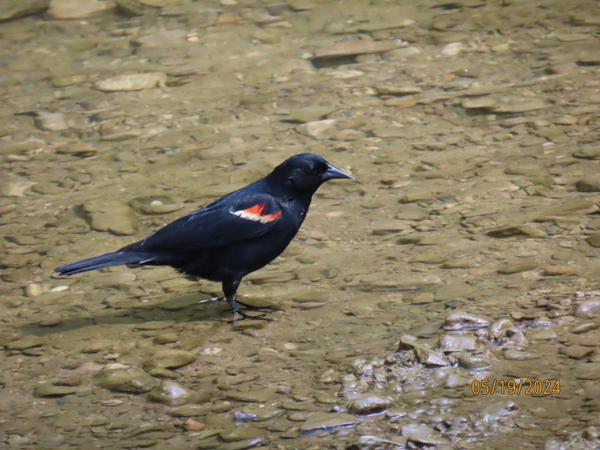 Red-winged Blackbird - ML619545539