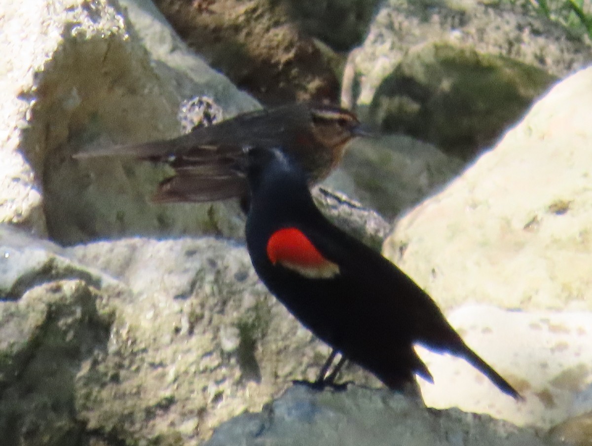 Red-winged Blackbird - ML619545541