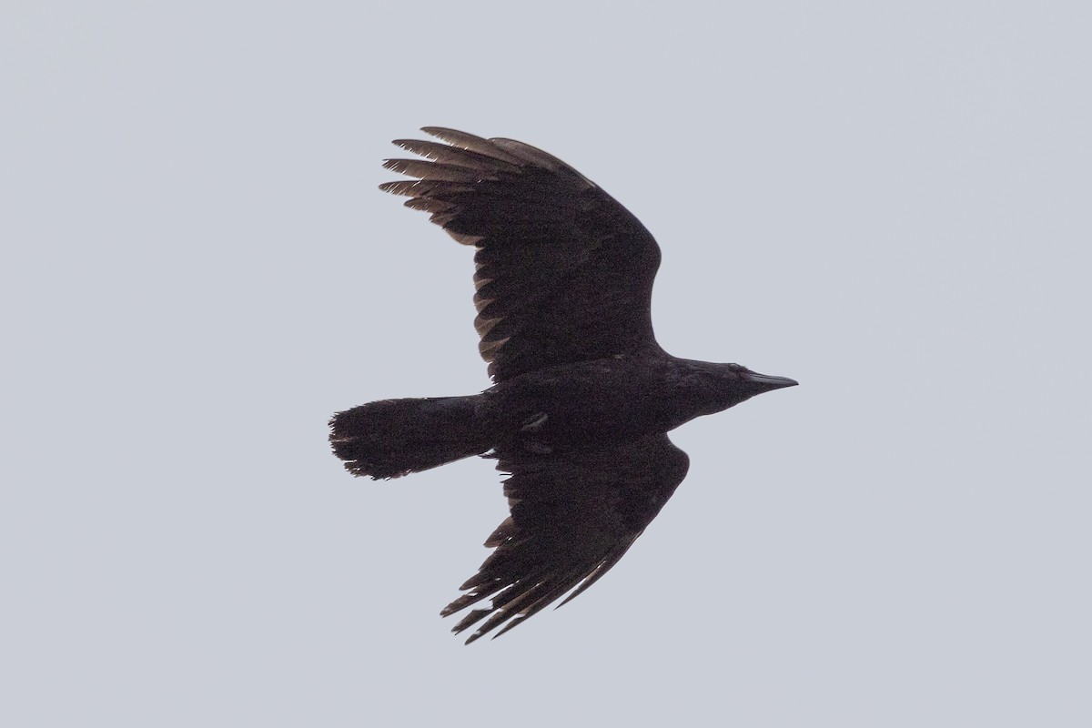 Common Raven - ML619545548