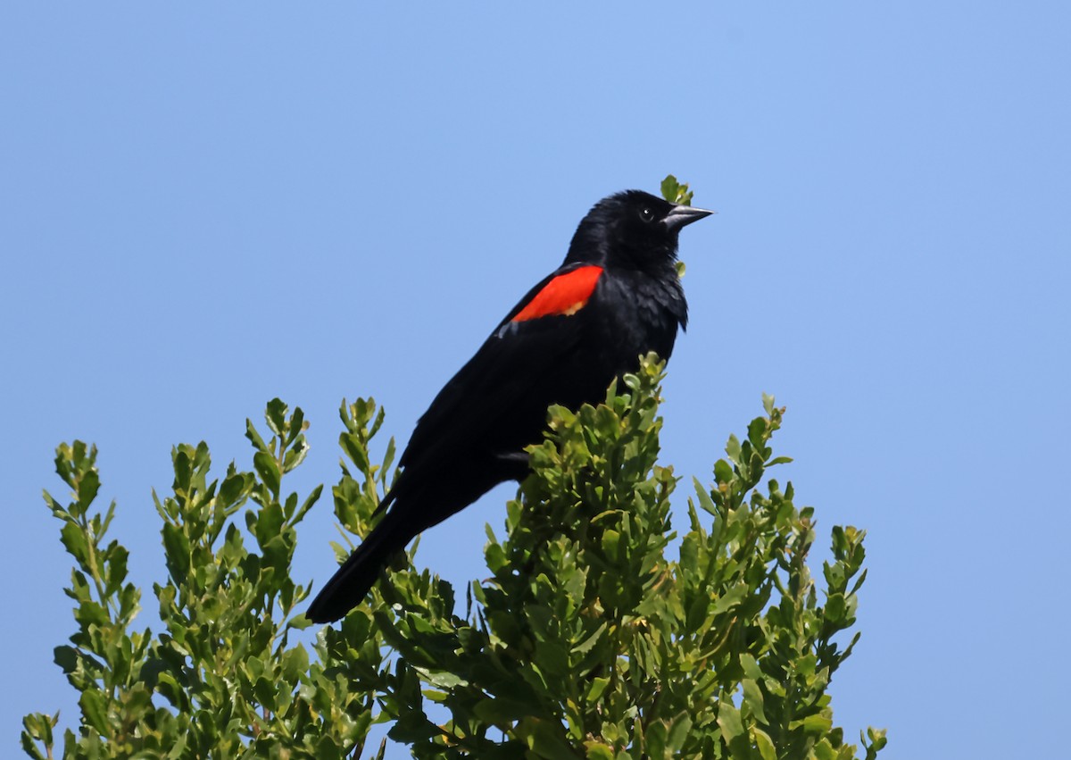 Red-winged Blackbird - ML619545591