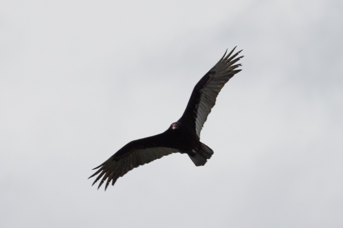 Turkey Vulture - ML619545605