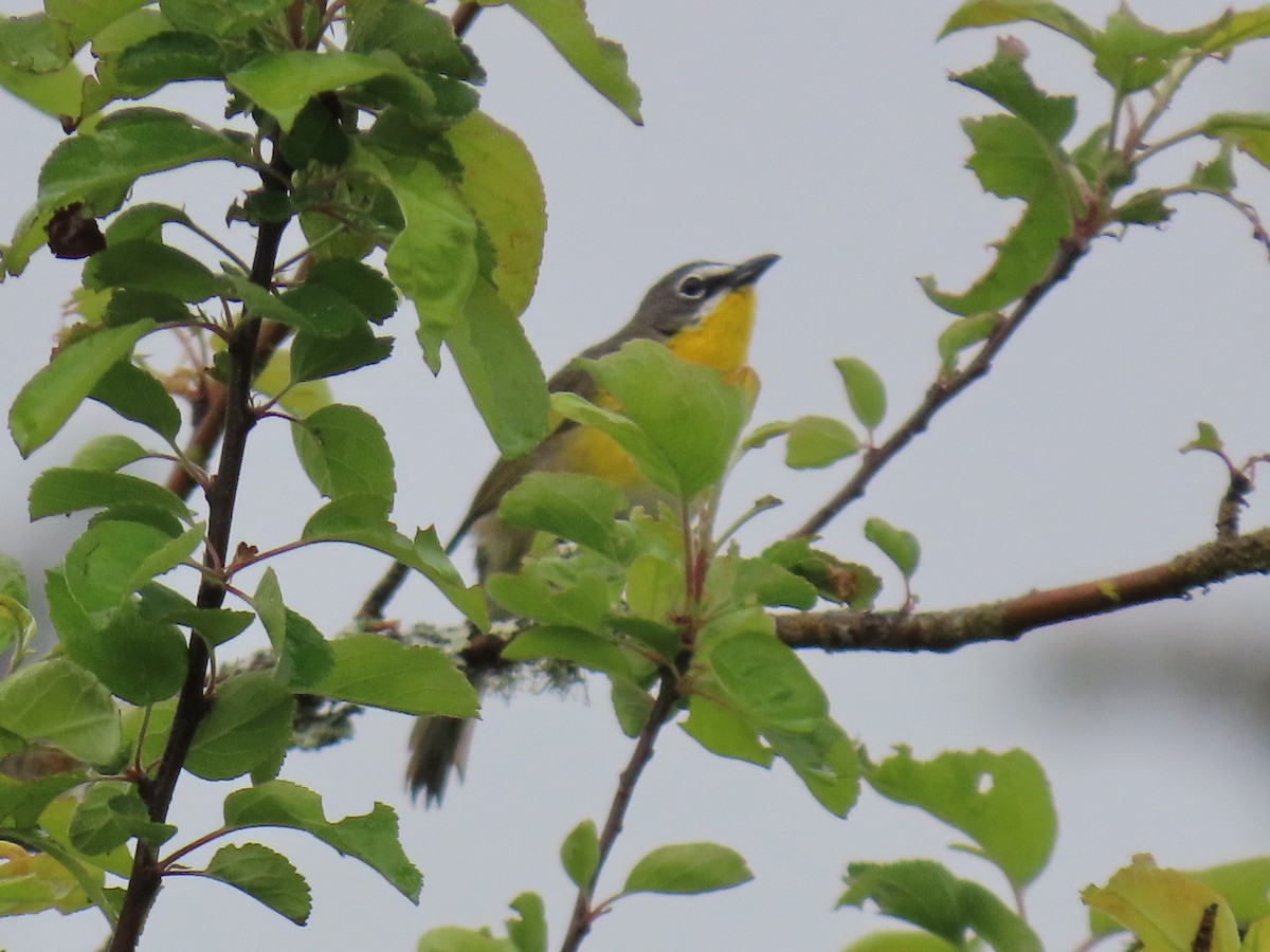 Yellow-breasted Chat - ML619545646