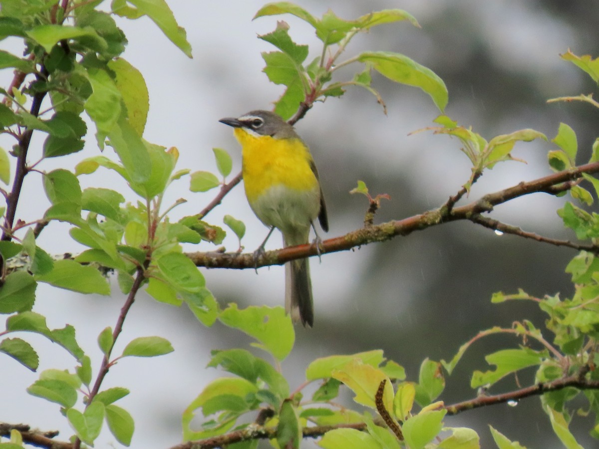 Yellow-breasted Chat - ML619545647
