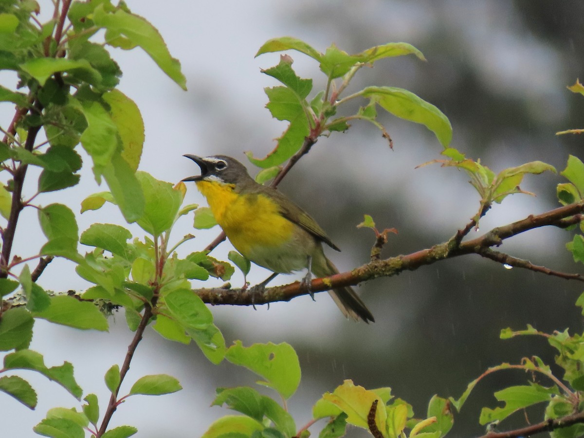 Yellow-breasted Chat - ML619545648