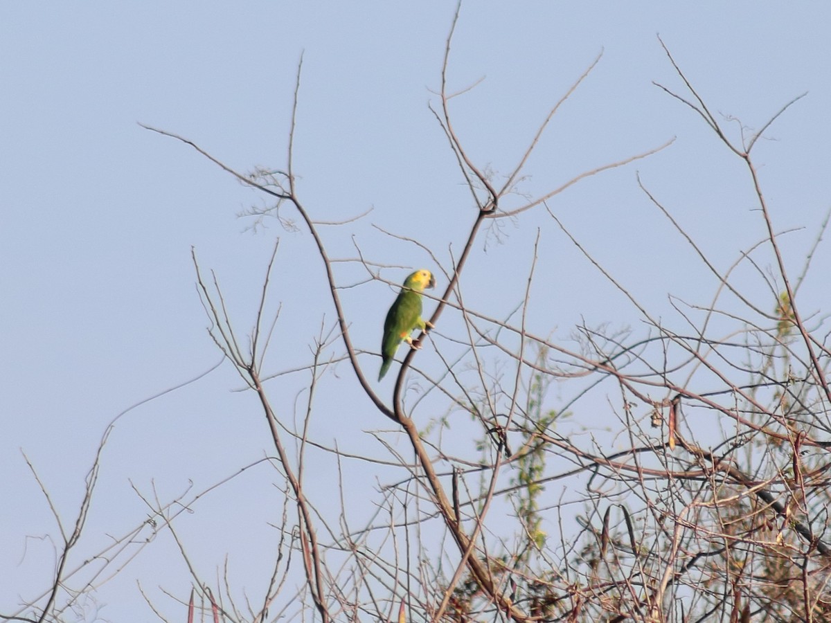 Yellow-headed Parrot - ML619545665