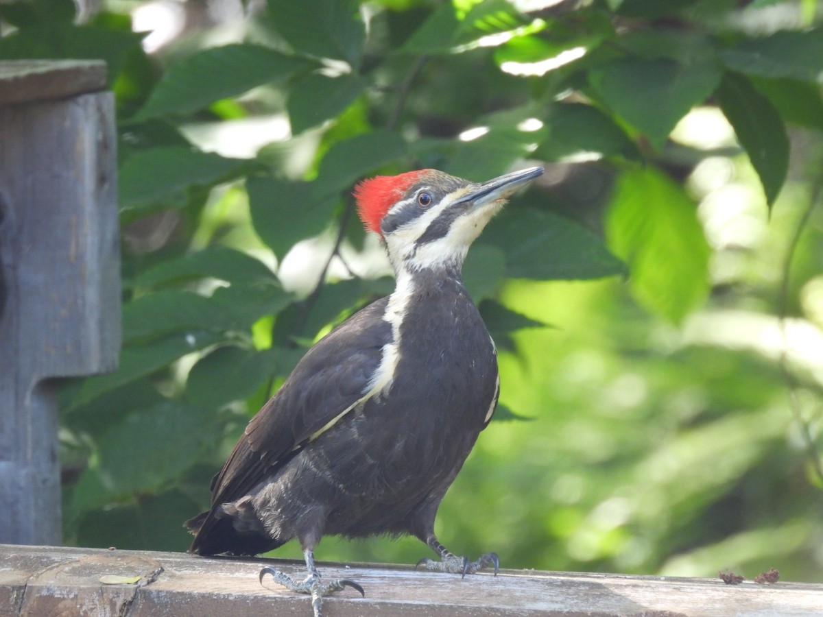 Pileated Woodpecker - ML619545698
