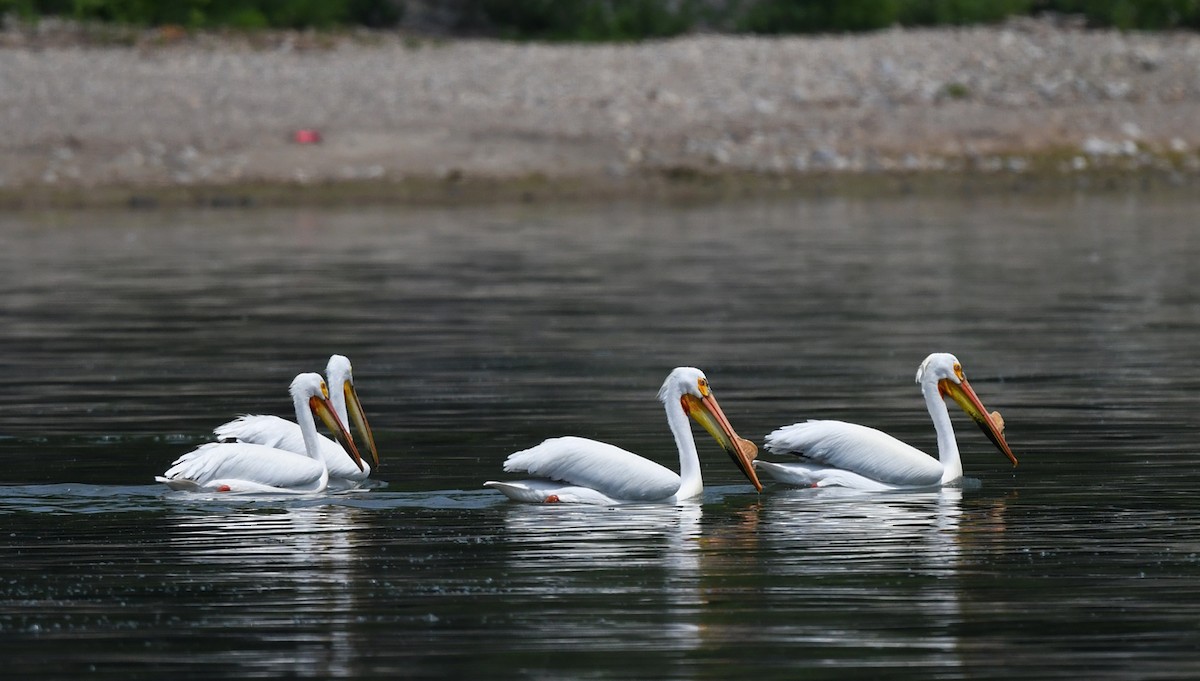 pelikán severoamerický - ML619545721