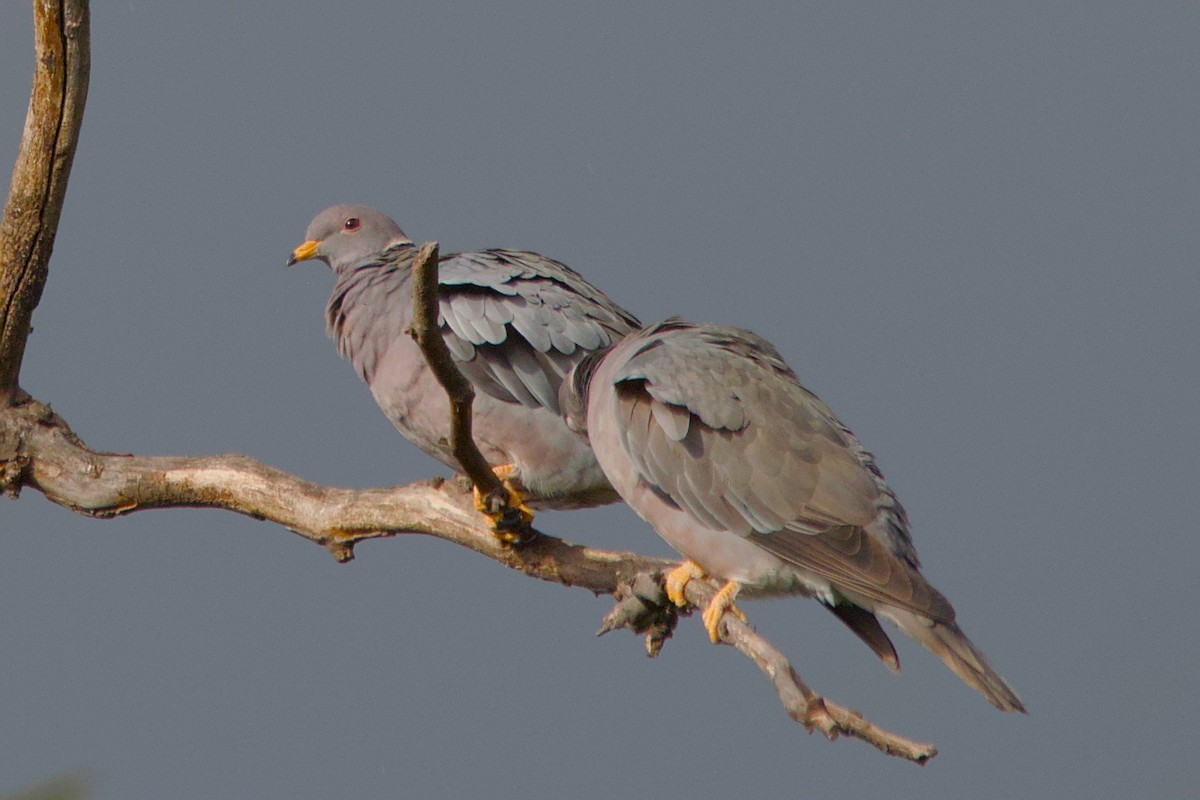 Band-tailed Pigeon - ML619545751