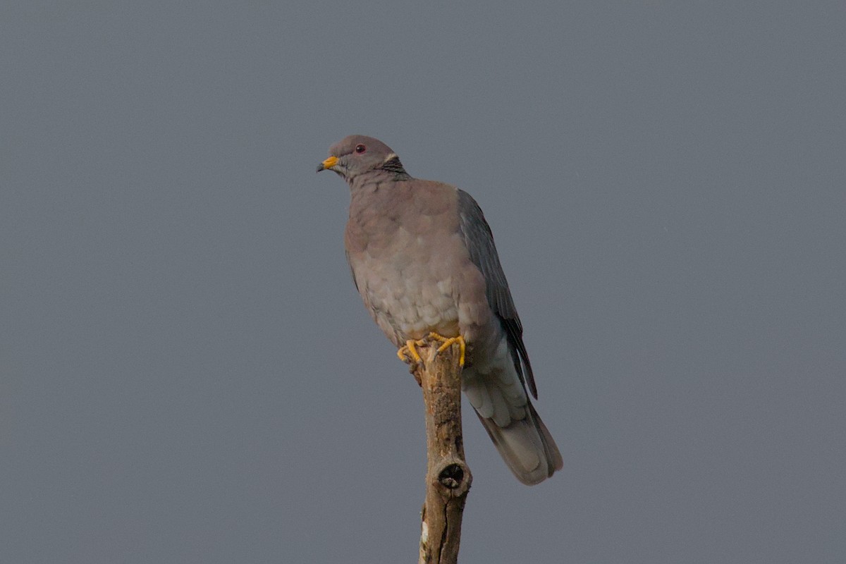 Band-tailed Pigeon - ML619545752