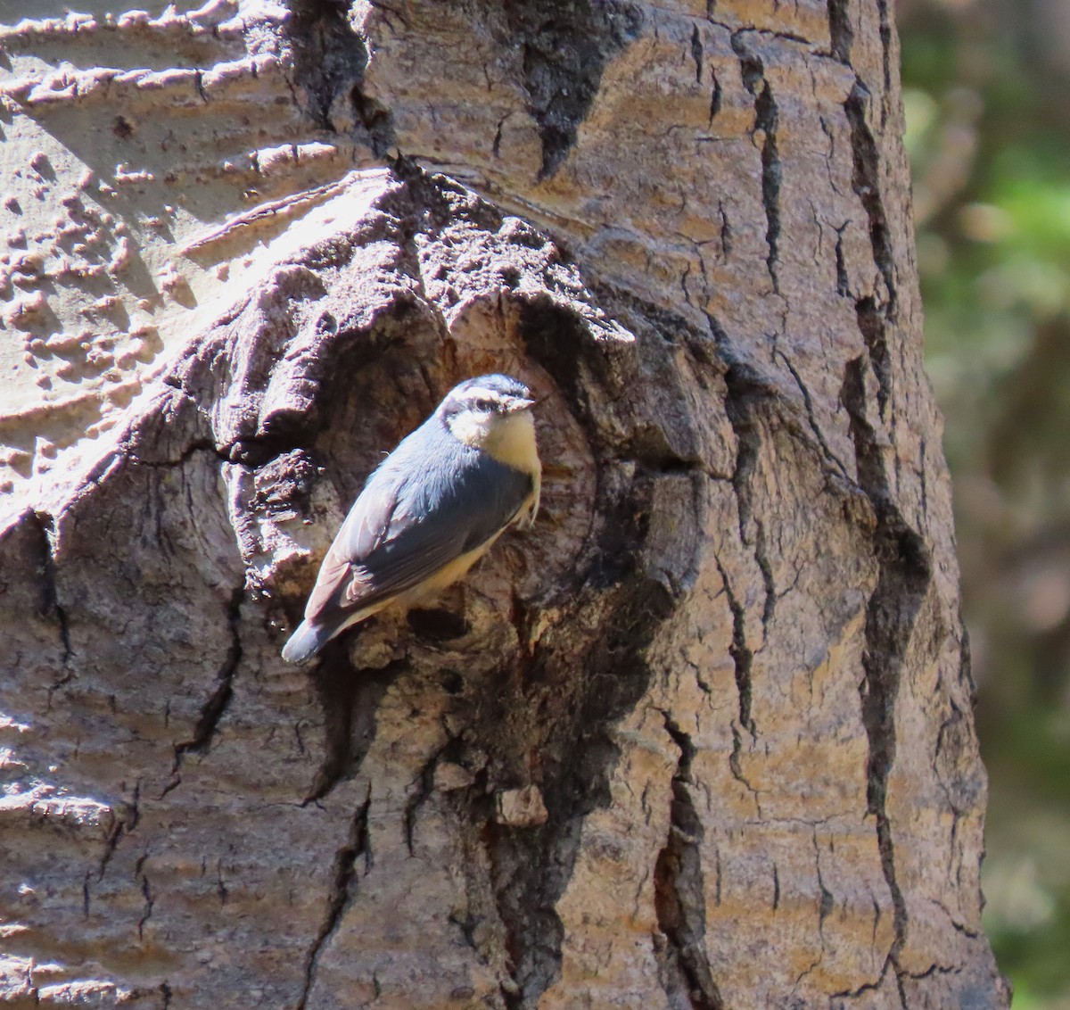 Red-breasted Nuthatch - ML619545781