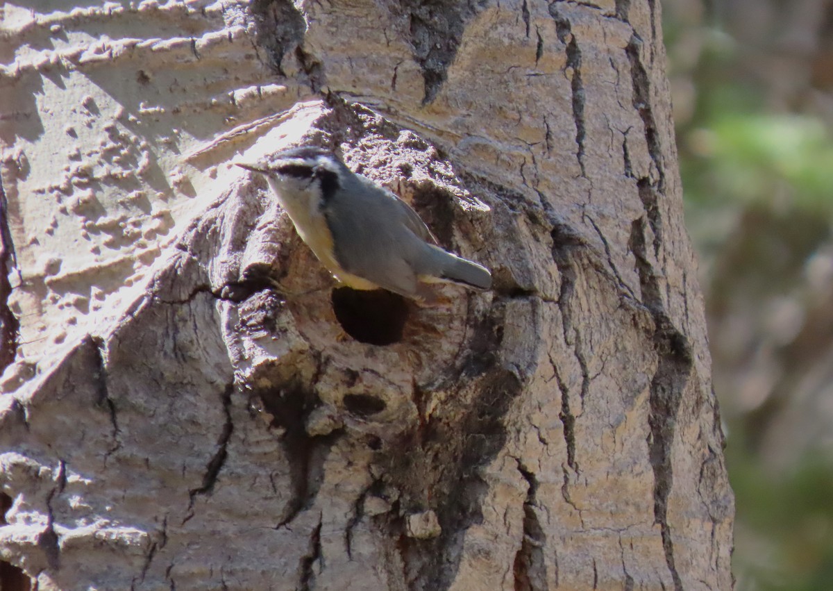 Red-breasted Nuthatch - ML619545784