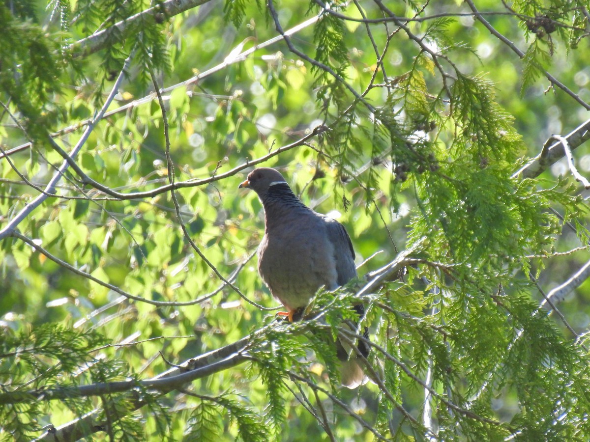Band-tailed Pigeon - ML619545792