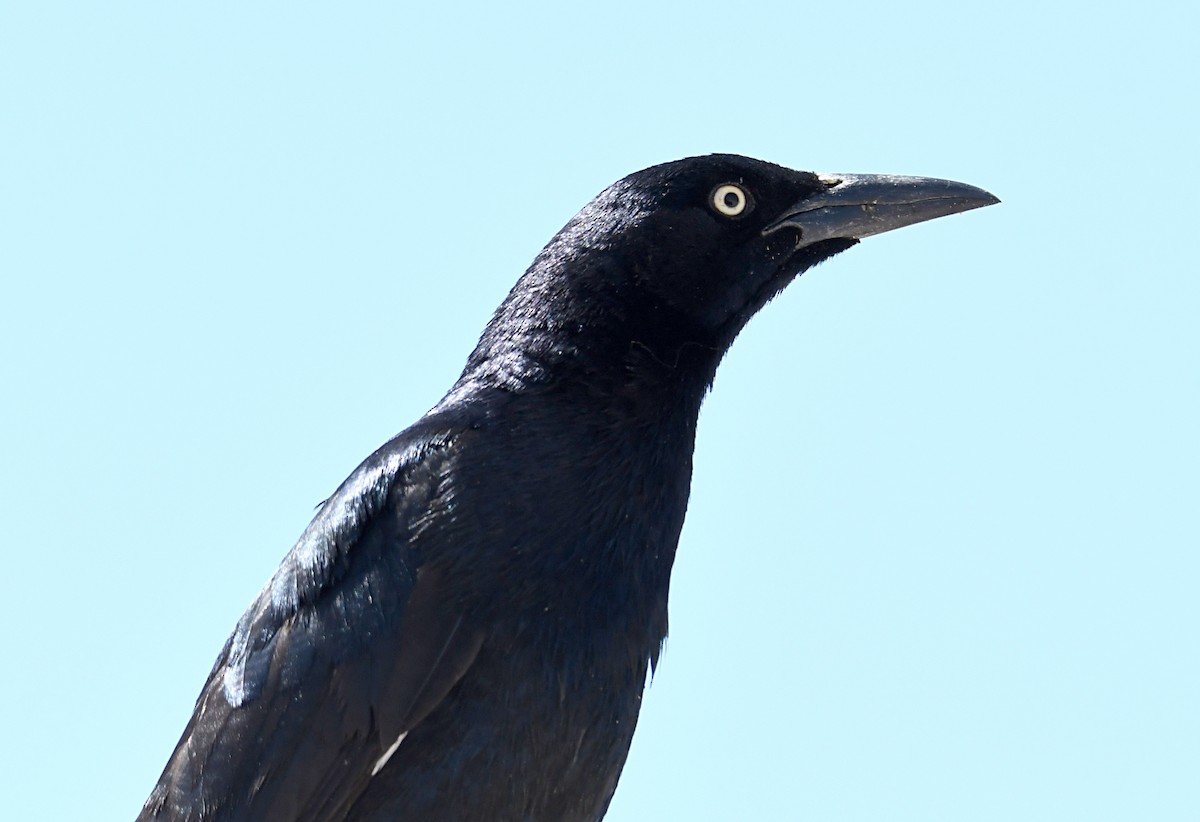 Great-tailed Grackle - ML619545794