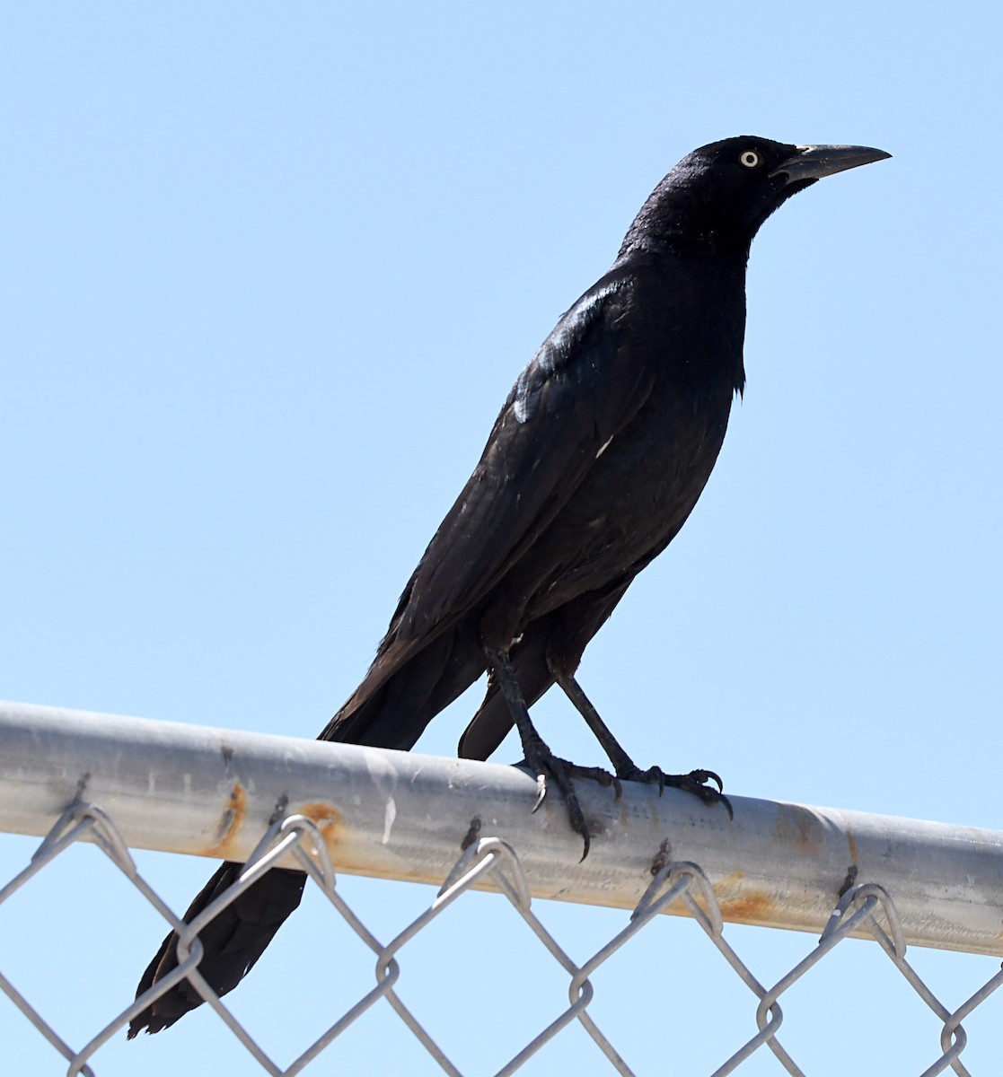 Great-tailed Grackle - ML619545795