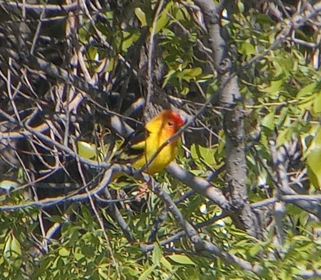 Western Tanager - ML619545796