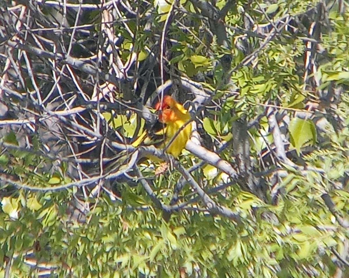 Western Tanager - ML619545798