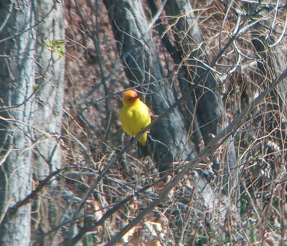 Western Tanager - ML619545799