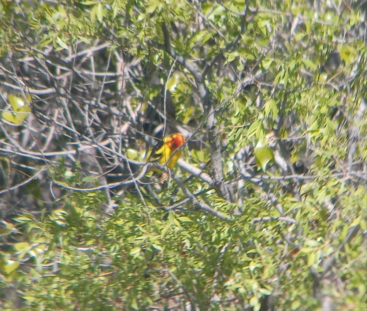 Western Tanager - ML619545800