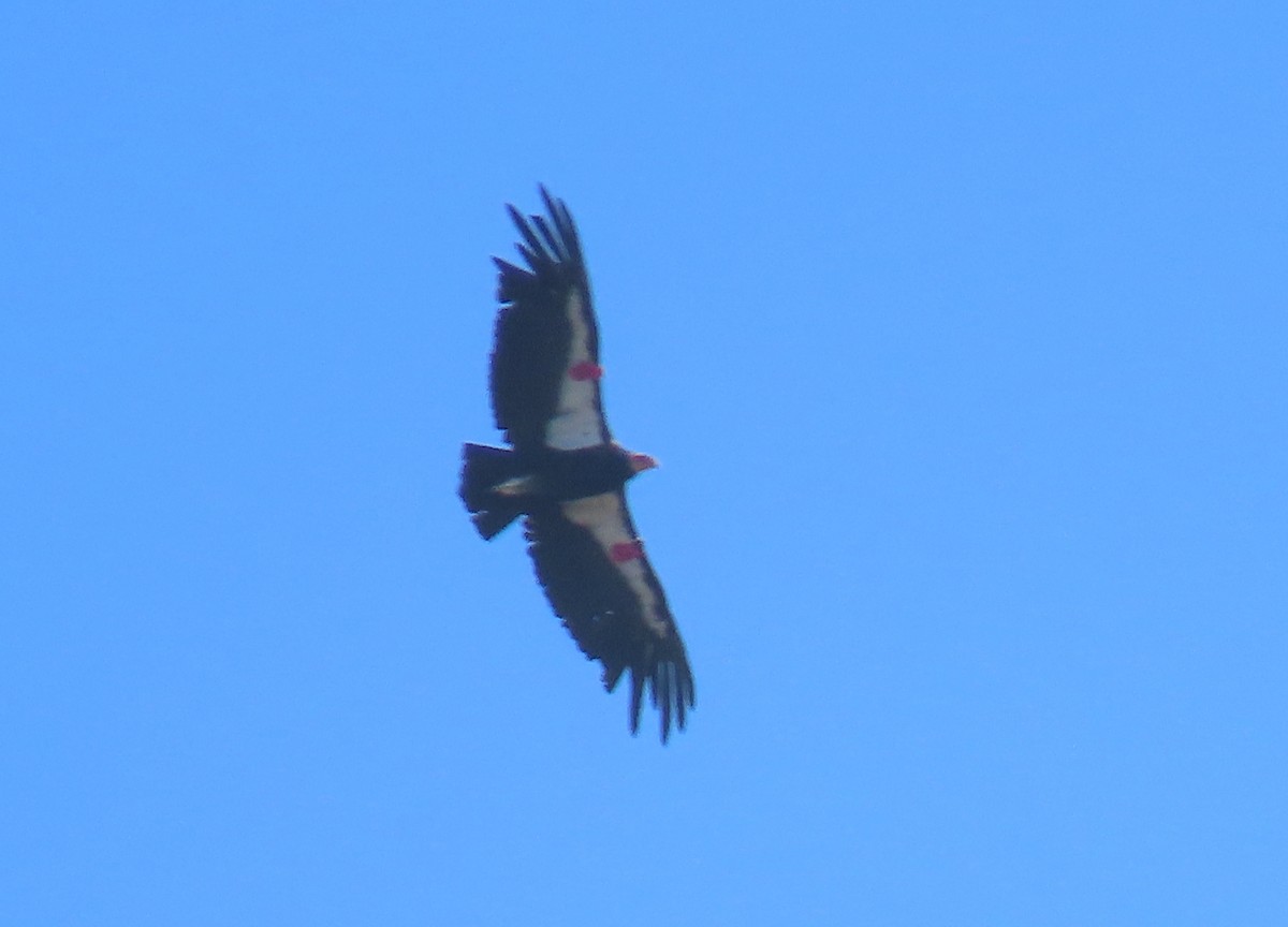 California Condor - ML619545825