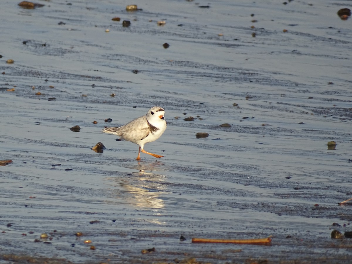 Piping Plover - ML619545831