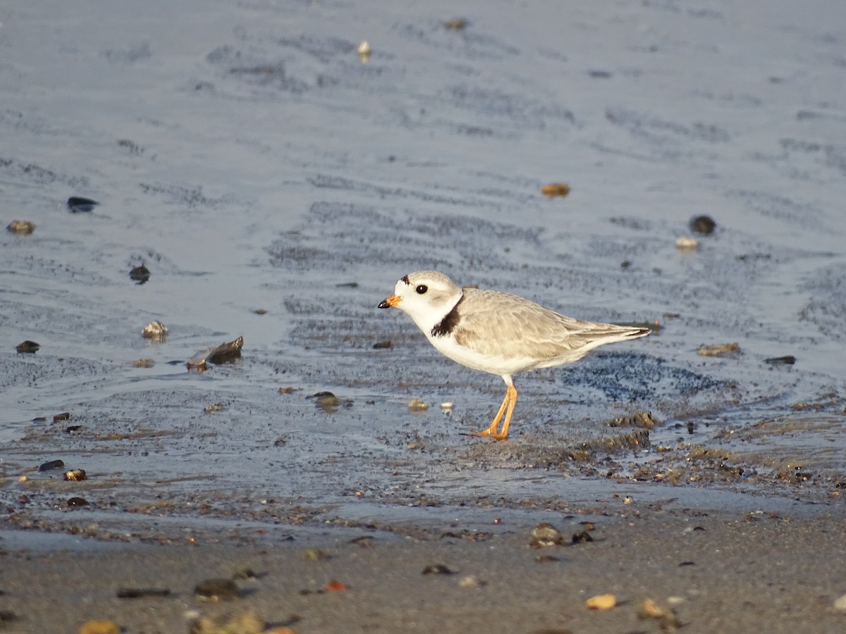 Piping Plover - ML619545833