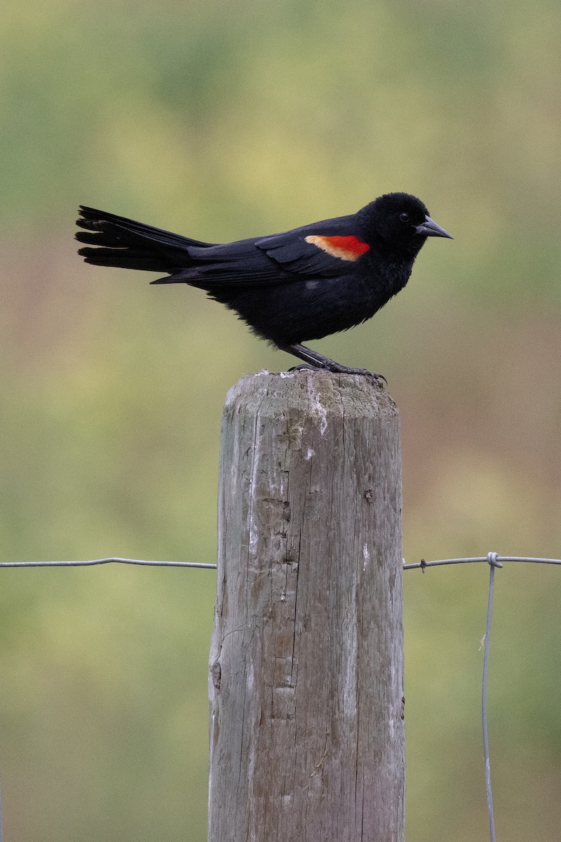 Red-winged Blackbird - ML619545839