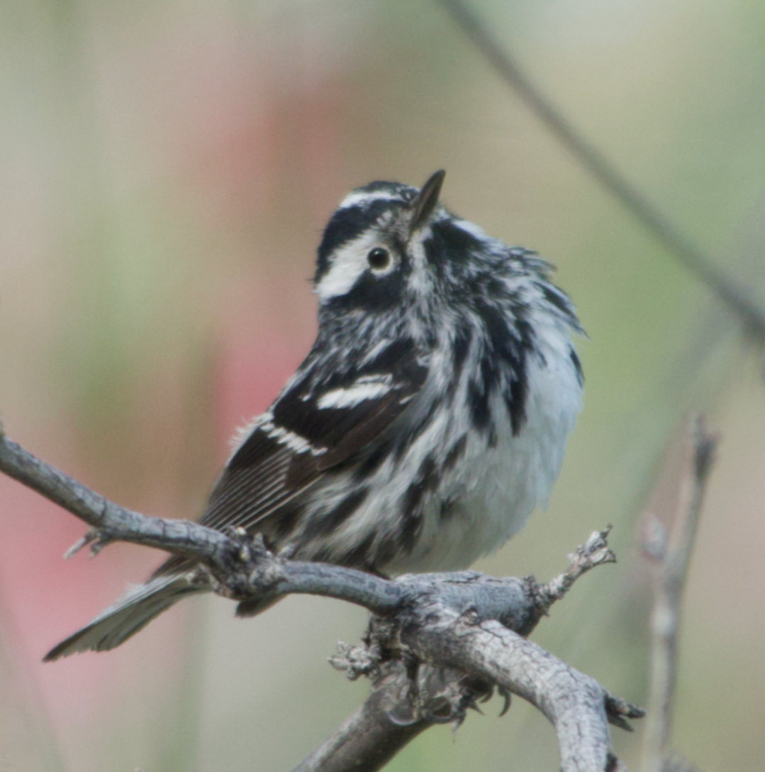 Black-and-white Warbler - ML619545855