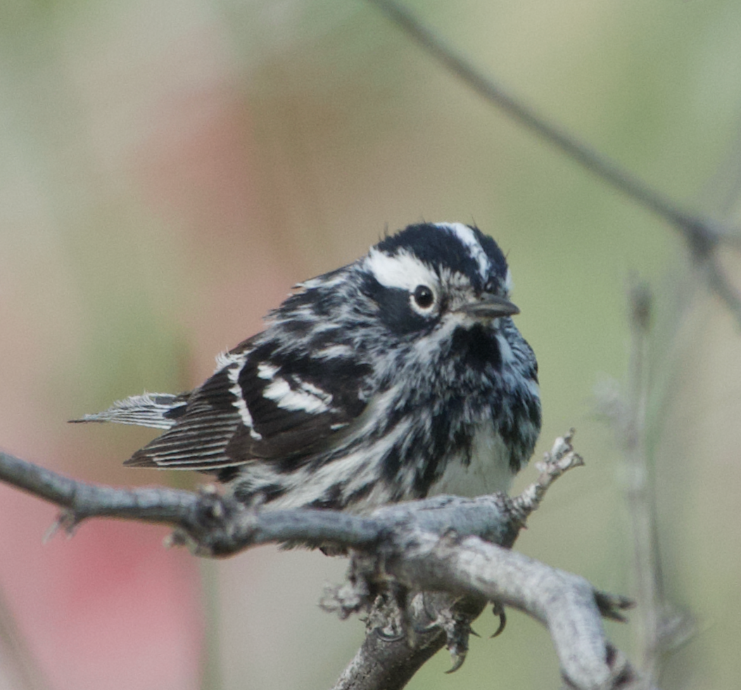 Black-and-white Warbler - ML619545856