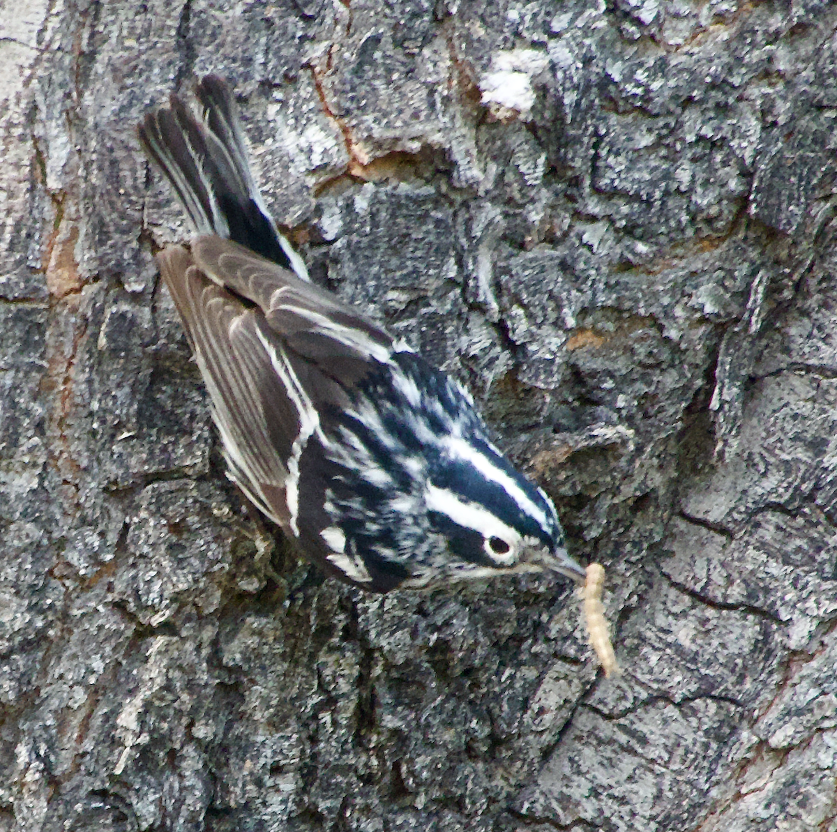 Black-and-white Warbler - ML619545857