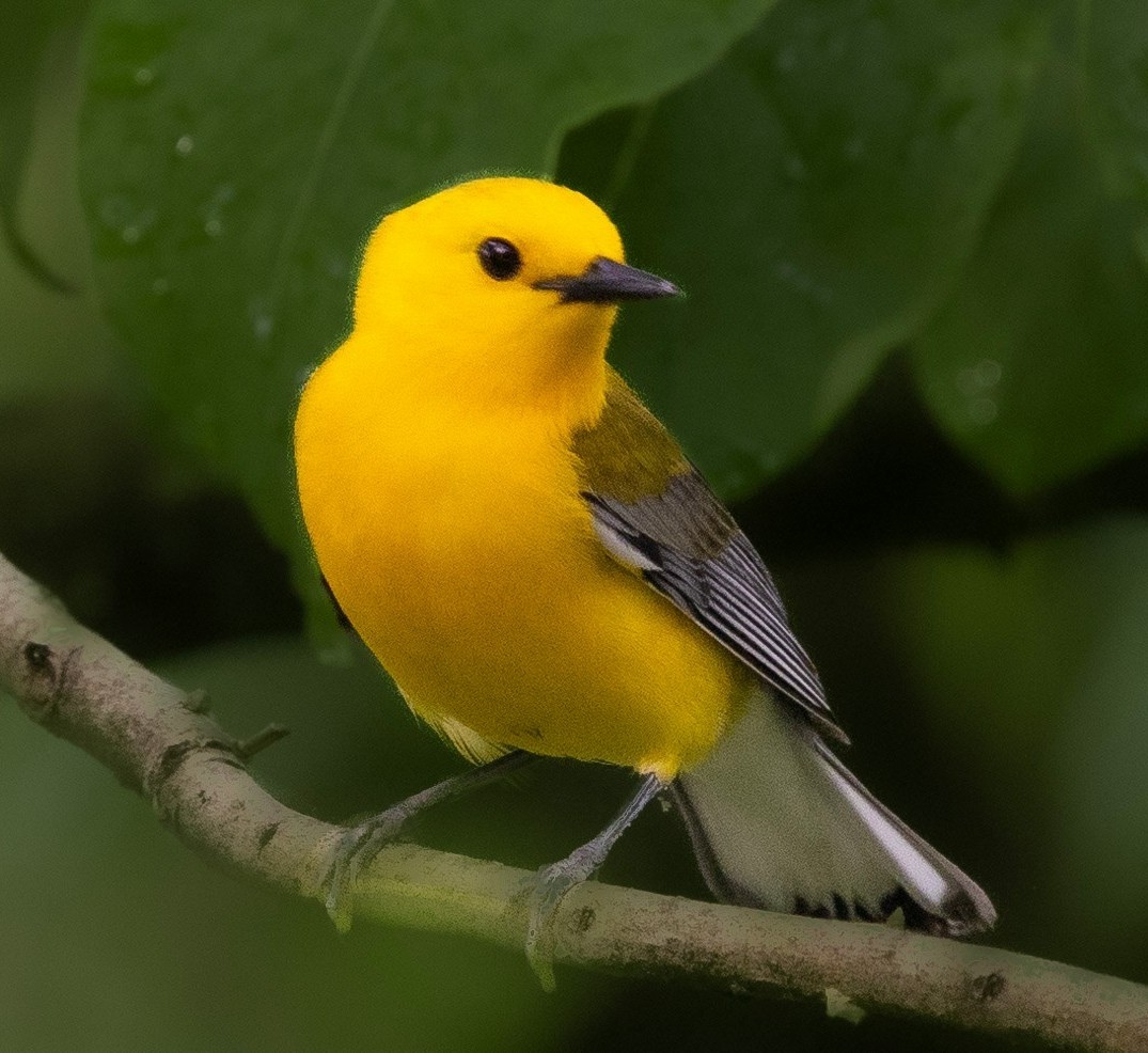 Prothonotary Warbler - ML619545881