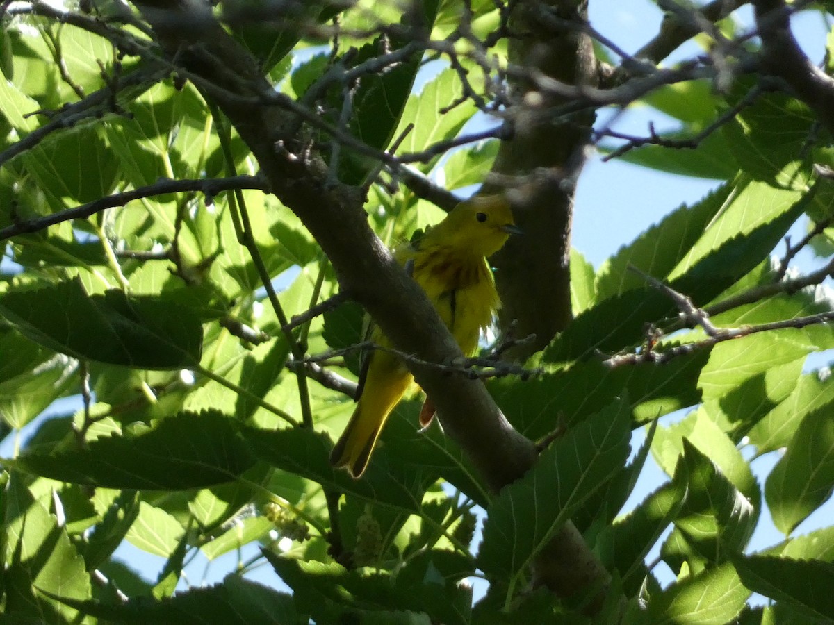 Yellow Warbler - ML619545911