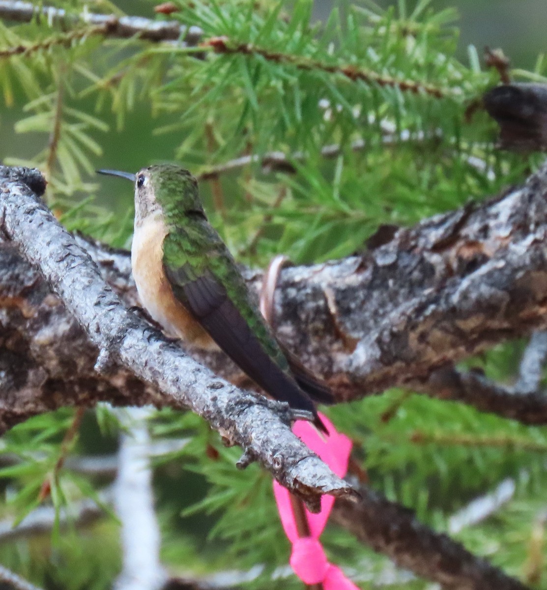 Broad-tailed Hummingbird - ML619545950