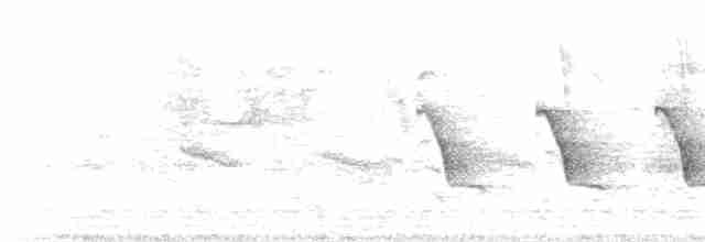 langhaleskredderfugl - ML619545968