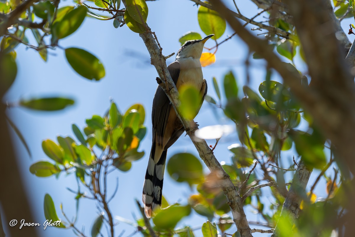 Mangrove Cuckoo - ML619546000