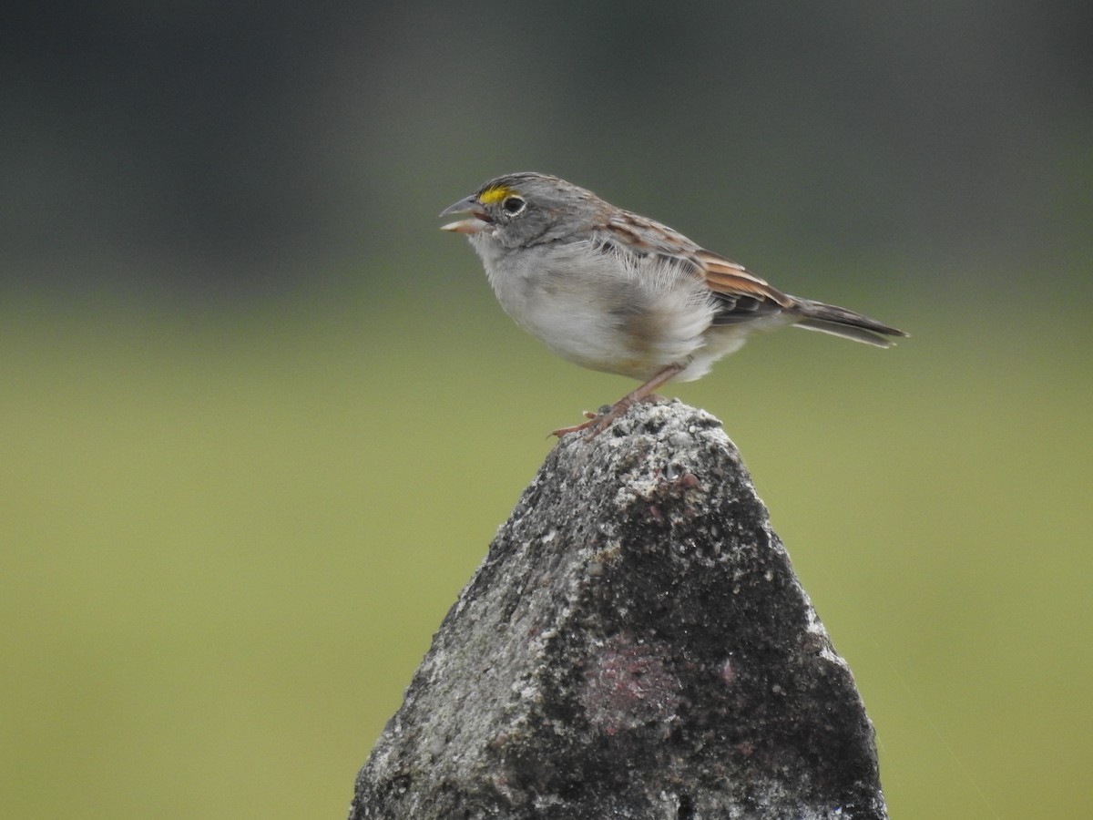 Grassland Sparrow - ML619546013