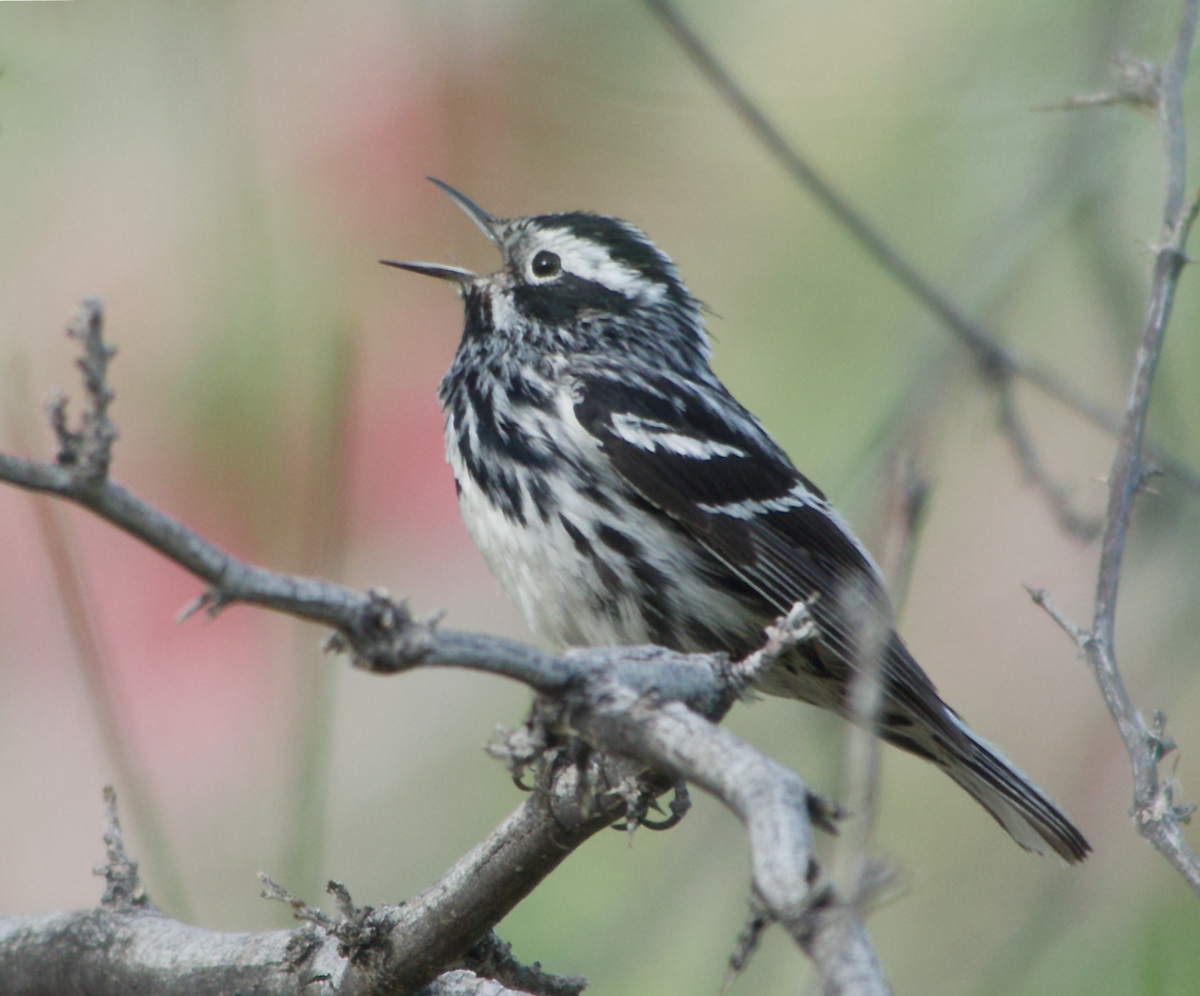 Black-and-white Warbler - ML619546029