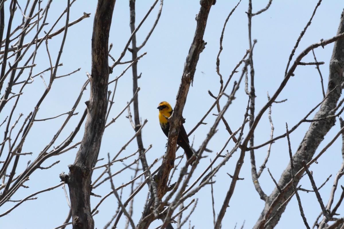 Yellow-headed Blackbird - ML619546050