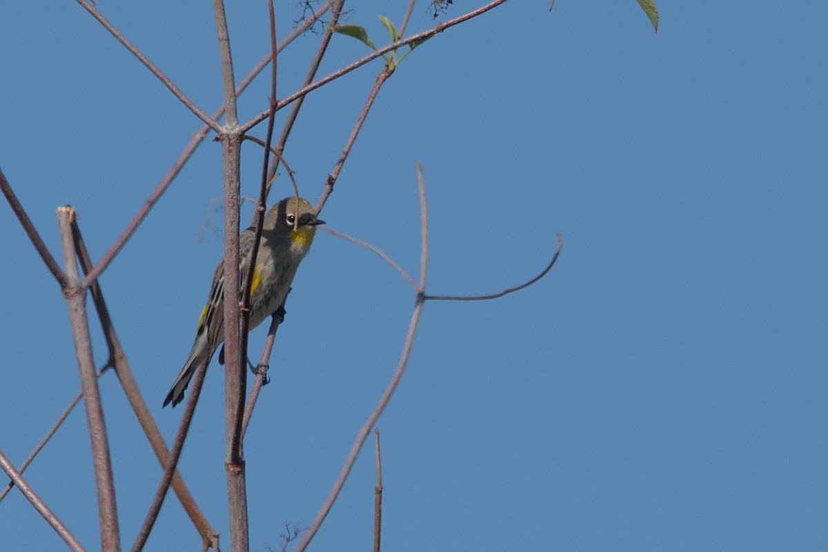 Yellow-rumped Warbler (Audubon's) - ML619546053