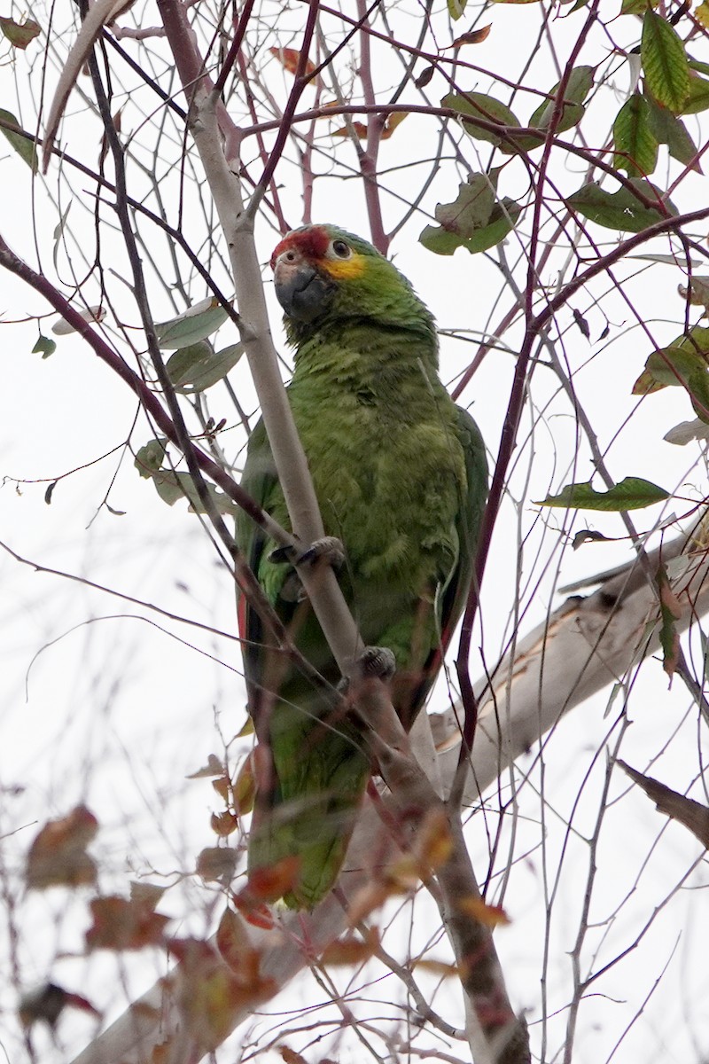 Red-lored Parrot - ML619546081