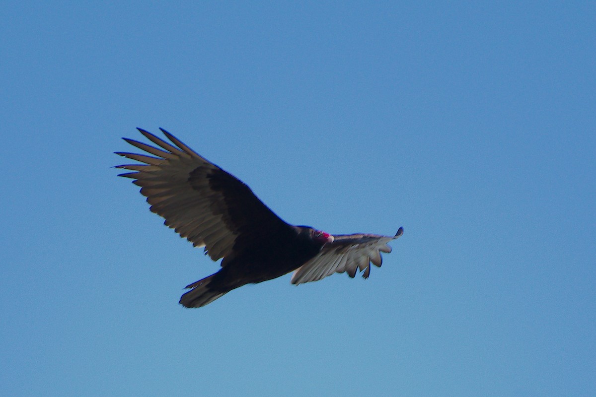 Turkey Vulture - ML619546084