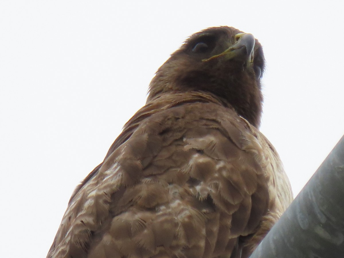 Red-tailed Hawk - ML619546117
