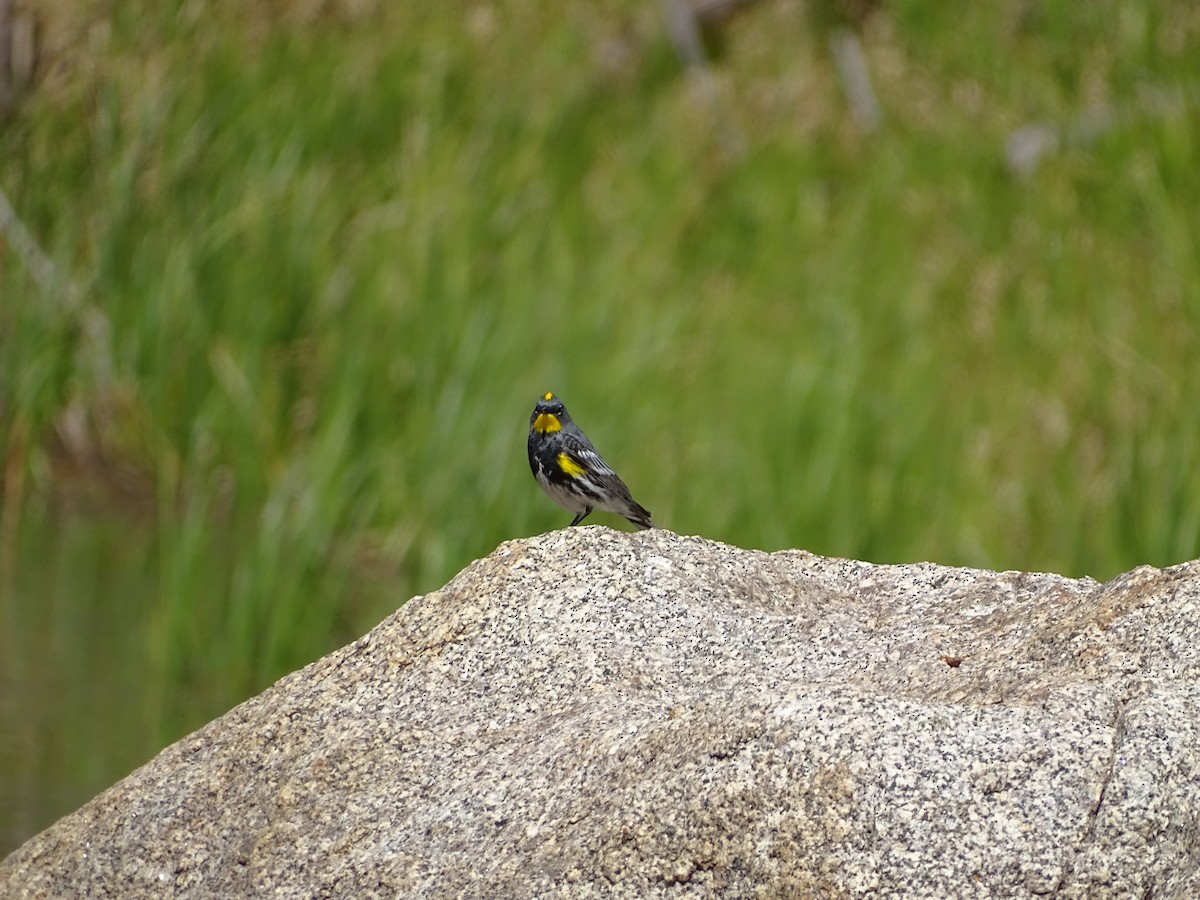 Yellow-rumped Warbler (Audubon's) - ML619546170