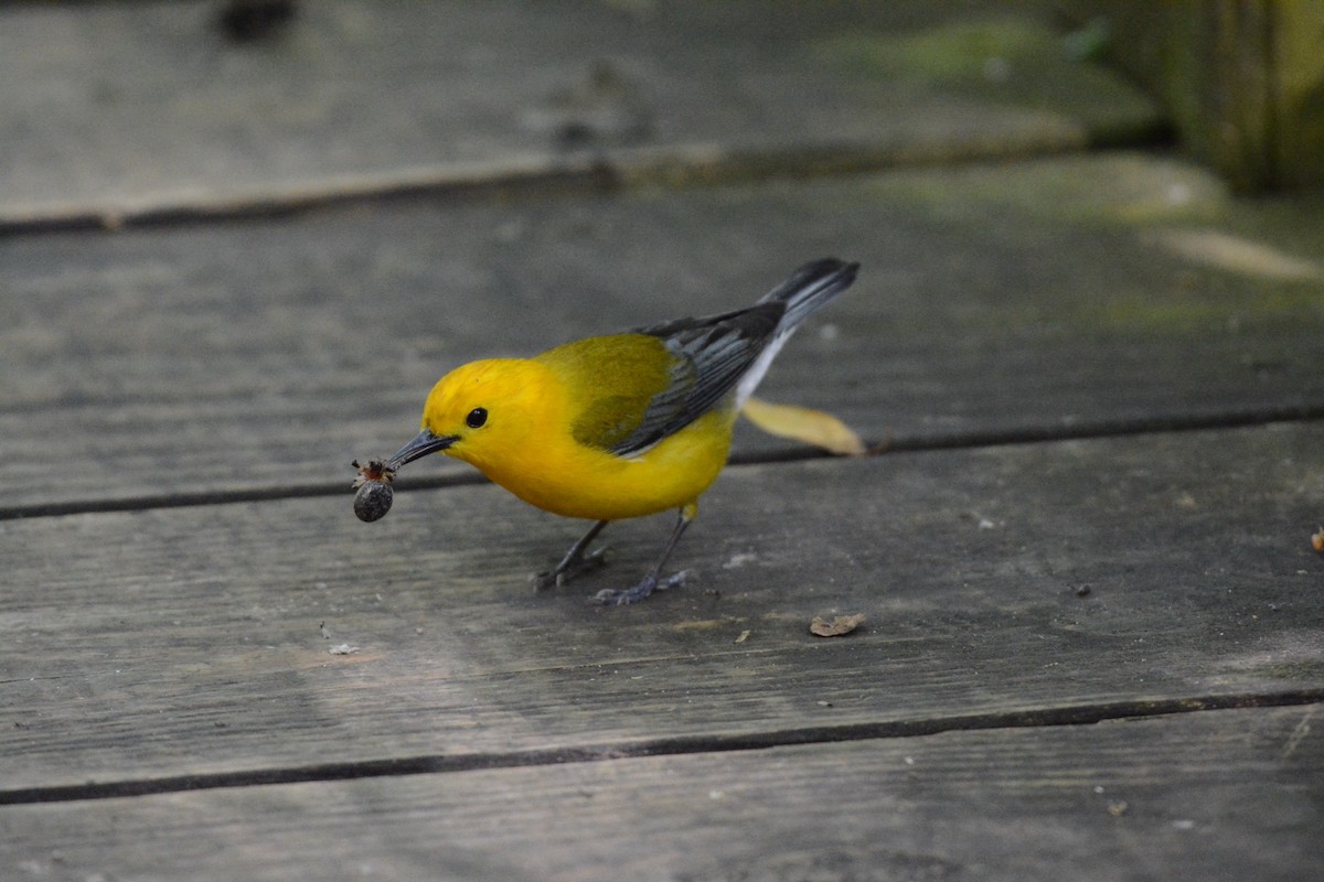 Prothonotary Warbler - ML619546184