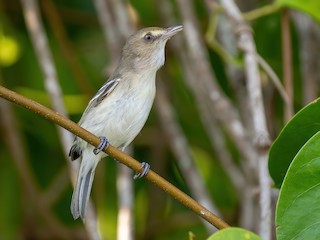  - Mangrove Vireo